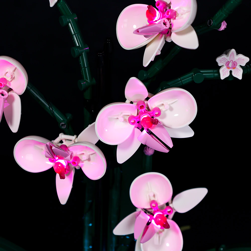 Orchid 10311